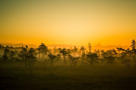 A beautiful, colorful, artistic landscape of a marsh in sunrise in autumn.の写真素材