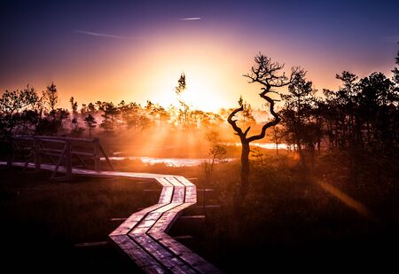 A beautiful, colorful, artistic landscape of a marsh in sunrise in autumn.の写真素材