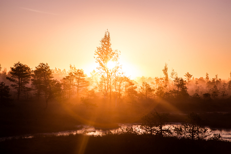 A beautiful, colorful, artistic landscape of a marsh in sunrise in autumn.の写真素材
