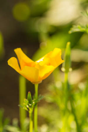 Bright yellow flowers growing in the summer garden. Beautiful flower closeup. Shallow depth of field macro photo.の写真素材