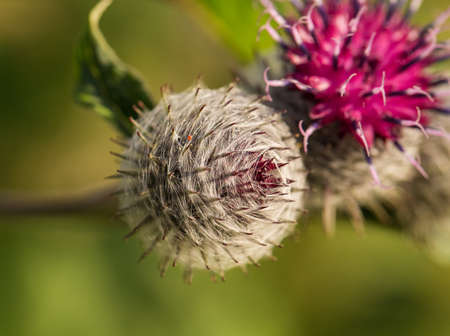 Beautiful thistle heads in the summer light. Thistle growing in the garden. Shallow depth of field closeup photo.の写真素材