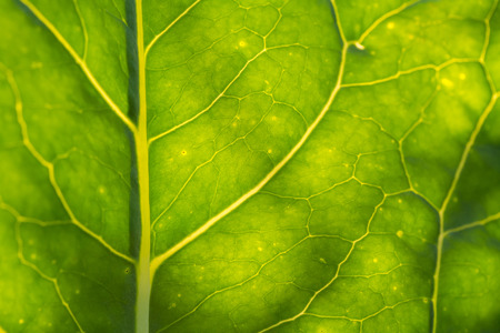 A beautiful closeup of a leaf structure. Macro of sunflower leaf against the sun. Shallow depth of field abstract photo.の写真素材