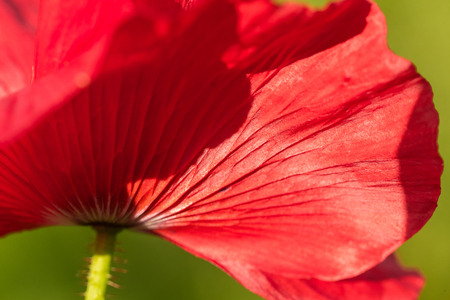 A beautiful red poppies blooming in the garden. Pink poppy in the sun. Shallow depth of field photo.の写真素材