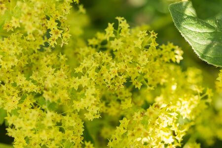 Beautiful alchemilla vulgaris blooming in the garden. Common lady's mantle flowers. Shallow depth of field closeup macro photo.の写真素材