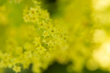 Beautiful alchemilla vulgaris blooming in the garden. Common lady's mantle flowers. Shallow depth of field closeup macro photo.の写真素材