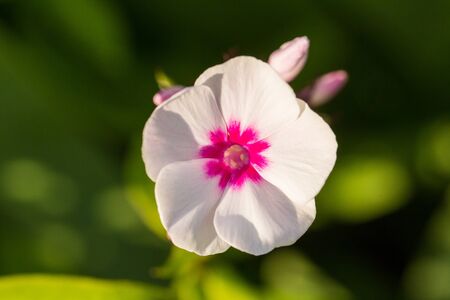 Beautiful ping flowers growing in the garden. Vibrant summer scenery. Shallow depth of field closeup macro photo.の写真素材
