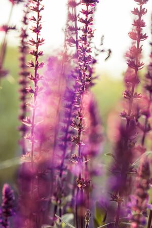 A beautiful purple salvia nemorosa flowers in a garden. Flower closeup. Shallow depth of field photo.の写真素材