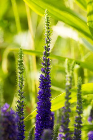 Beautiful purple flowers growing in the garden. Blue flowers in a sunny yard. Shallow depth of field...
