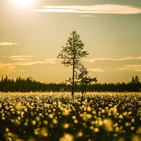 A beautiful bog landscape with cottongrass in sunset with a sun flare - a dreamy lookの写真素材