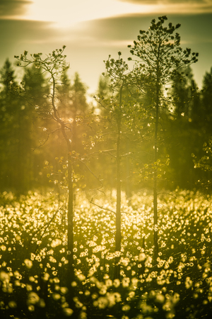 A beautiful bog landscape with cottongrass in sunset with a sun flare - a dreamy lookの写真素材