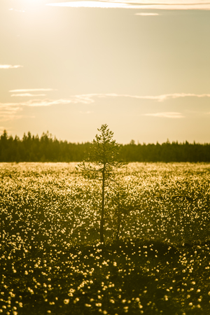 A beautiful bog landscape with cottongrass in sunset with a sun flare - a dreamy lookの写真素材