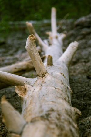 A beautiful Finnish forest landscapeの写真素材