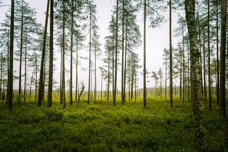 A beautiful mire landscape in Finland - dreamy, foggy lookの写真素材