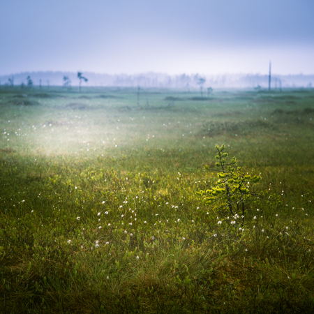 A beautiful mire landscape in Finland - dreamy, foggy lookの写真素材