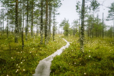 A beautiful mire landscape in Finland - dreamy, foggy lookの写真素材