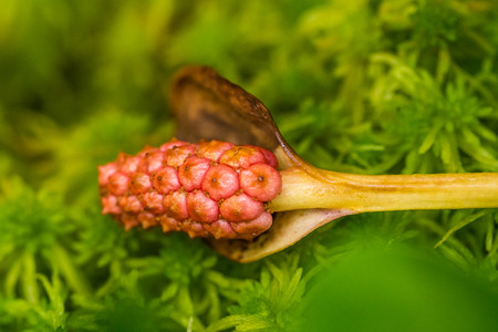 A beautiful closeup of a marsh foliage, plants. Macro photo  in a summer swamp.の写真素材