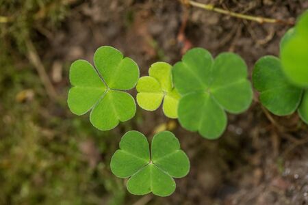 A beautiful closeup of a marsh foliage, plants. Macro photo  in a summer swamp.の写真素材
