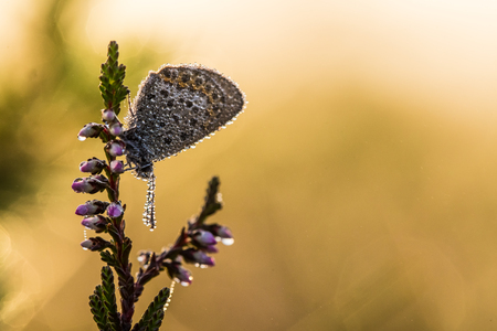 A beautiful blue spotted butterfly sitting on a branch of heather in a morning dew with water droplets on wings. Beautiful closeup of a marsh insect.の写真素材
