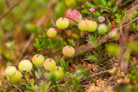 A beautiful closeup of a marsh cranberries before ripening. Macro photo of a berry.の写真素材