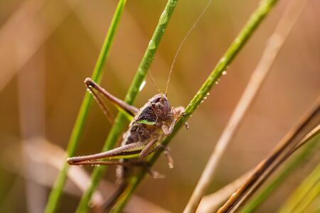 A beautiful brown grasshopper resting on a grass. Beautiful closeup of a marsh insect.