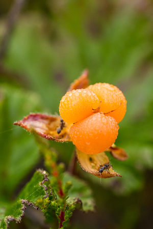 A beautiful closeup of a marsh cloudberries before ripening. Macro photo of a berry.の写真素材