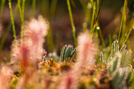 A beautiful closeup of a great sundew leaves in a morning light. Carnivorous plant in marsh. A vibrant macro photo.の写真素材