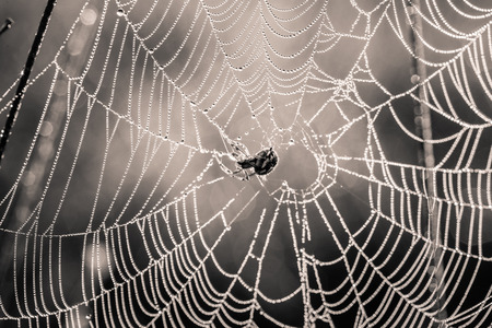 A beautiful closeup of a spider web in marsh. Web with water droplets in morning light. Beautiful marsh scenery closeup.の写真素材