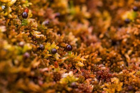 A beautiful closeup of a marsh moss. Macro photo of a swamp foliage in summer.