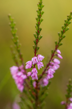 A beautiful pink heathers growing in a marsh in morning light. A beautiful closeup of a swamp flowers.の写真素材