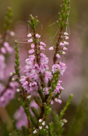 A beautiful pink heathers growing in a marsh in morning light. A beautiful closeup of a swamp flowers.の写真素材