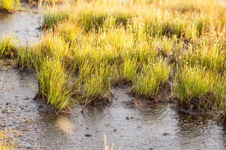 A field of beautiful green sedge grass in morning light. Marsh landscape on Northern Europe....