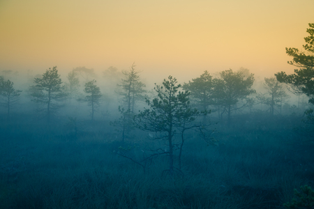 A dreamy swamp landscape before the sunrise. Colorful, misty look. Marsh scenery in dawn. Beautiful, artistic style photo.の写真素材
