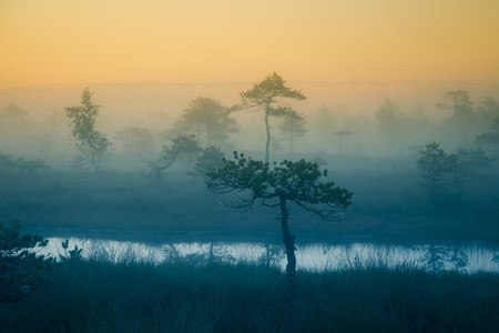 A dreamy swamp landscape before the sunrise. Colorful, misty look. Marsh scenery with a lake. Beautiful artistic style photograph.の写真素材