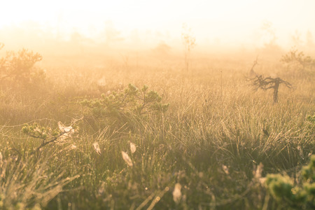 A bright, golden landscape of a marsh after the sunrise. Bright, white light pouring over the scenery. Beautiful swamp in Northern Europe.の写真素材