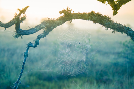 A beautiful morning sunrise landscape with a spider web. Dreamy look.の写真素材