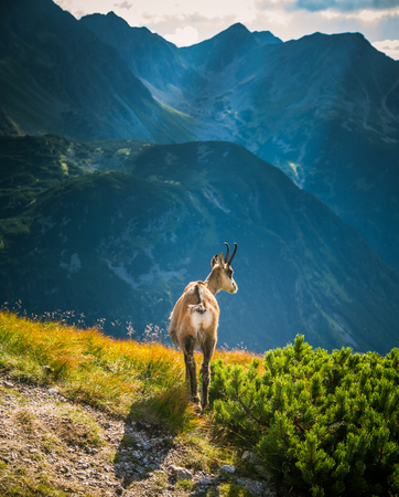 Beautiful chamois mountain goat in natural habitatの写真素材