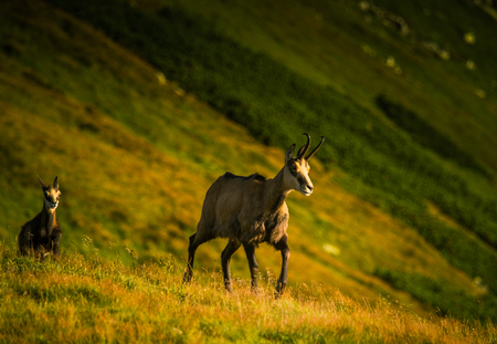 Beautiful chamois mountain goat in natural habitatの写真素材