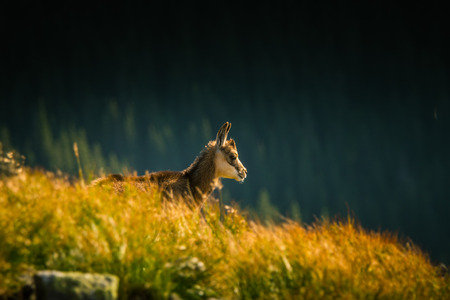 Beautiful chamois mountain goat in natural habitatの写真素材
