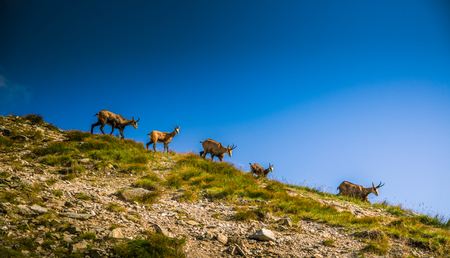 Beautiful chamois mountain goat in natural habitatの写真素材