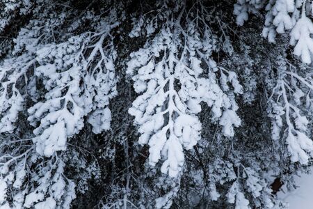 A beautiful winter landscape in nordic Europe, in gray, overcast dayの写真素材