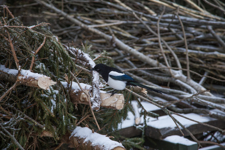 A beautiful magpie sitting on logs in winterの写真素材