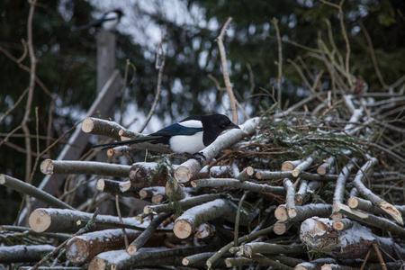 A beautiful magpie sitting on logs in winterの写真素材