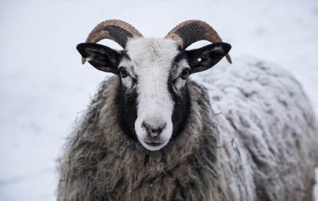 An animal portrait of a beautiful sheep with a snow in wool.の写真素材
