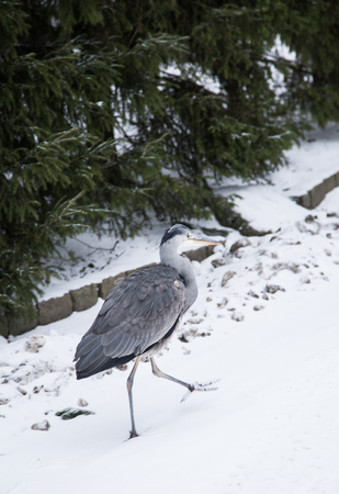 A gray heron in the Finnish winterの写真素材