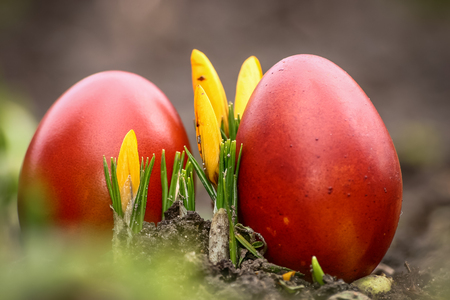 Beautiful red colored Easter eggs in the gardenの写真素材
