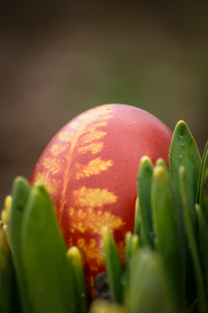 Beautiful red colored Easter eggs in the gardenの写真素材