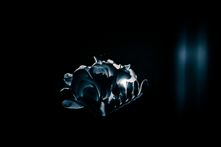 A beautiful monochrome photo of a white freesiaの写真素材