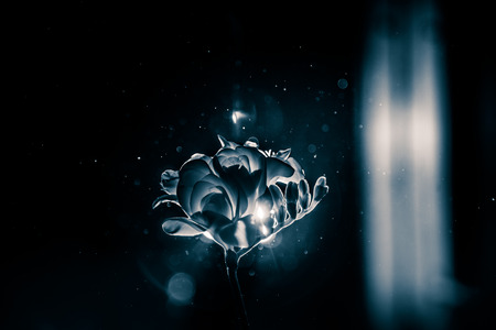 A beautiful monochrome photo of a white freesiaの写真素材