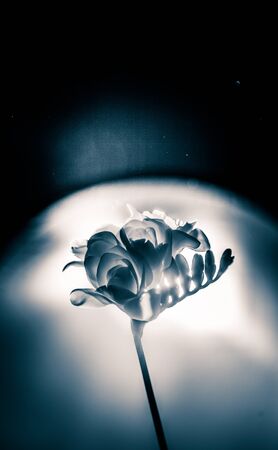 A beautiful monochrome photo of a white freesiaの写真素材