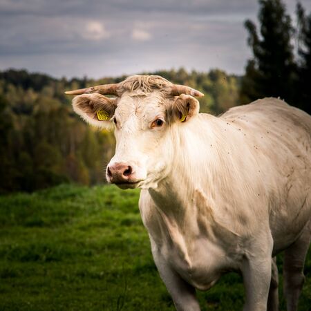 A beautiful white cows in the field. Rural landscape with cattle.の写真素材